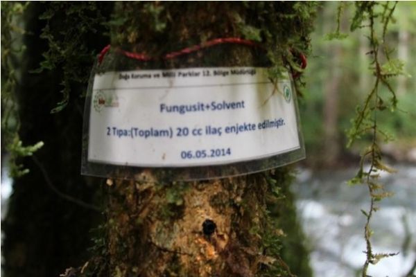 Fırtına Vadisi'ndeki şimşir ormanı kuruma tehlikesi altında