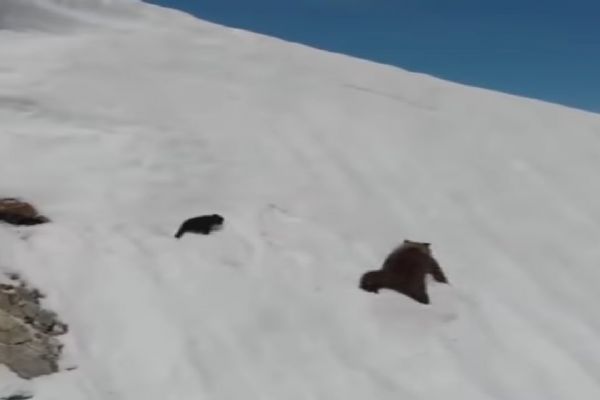 Yavru ayının karla mücadelesi