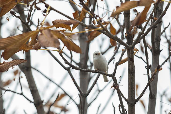 Nadir rastlanan 'beyaz ağaç serçesi' başkentte görüldü