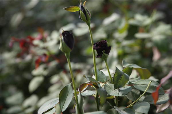 Karagülün ünü ve kullanım alanı artıyor