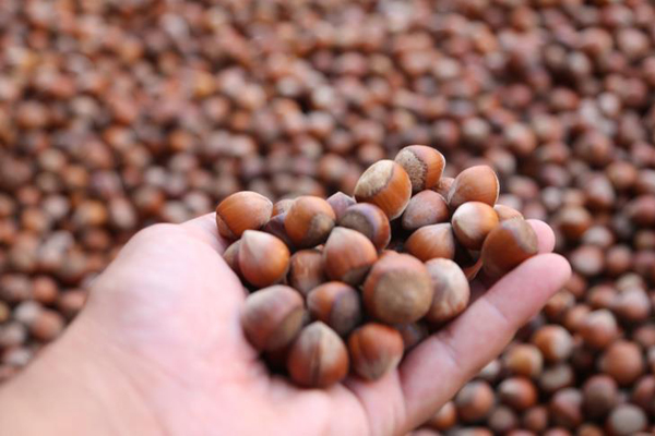 Türkiye'den 118 ülkeye fındık ihracı