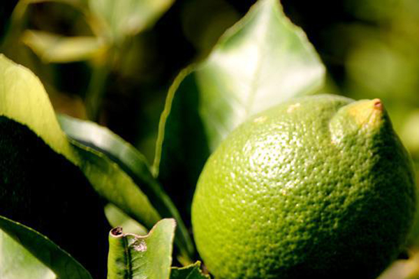 Limonda üretim arttı fiyatlar düştü