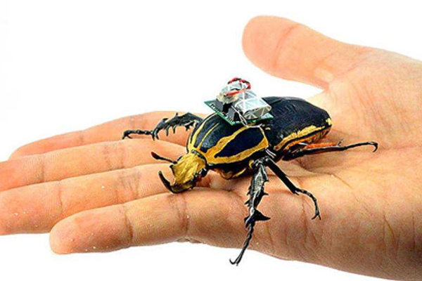 Bilim insanları böcek drone ürettiler