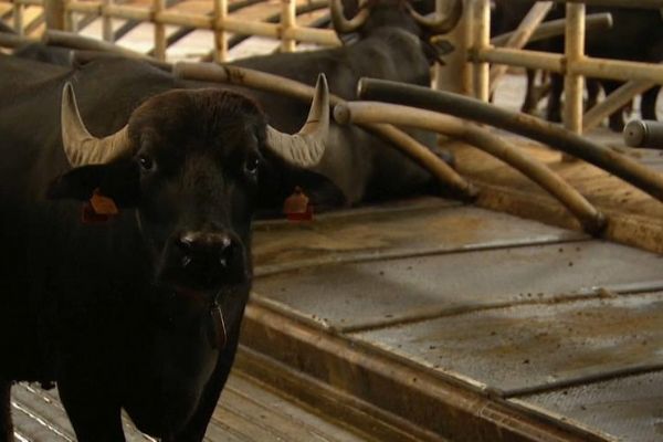 Bu inekler mozart dinleyerek besleniyor