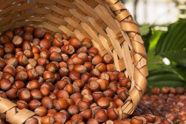 Türk fındığı Çin'de…