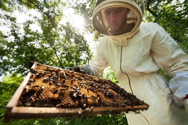 Kur'an'dan ilham aldı arılarla terapiye başladı