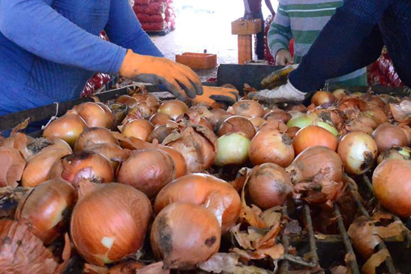 'Spekülatörlerin soğandaki fiyat oyunu bozuldu'