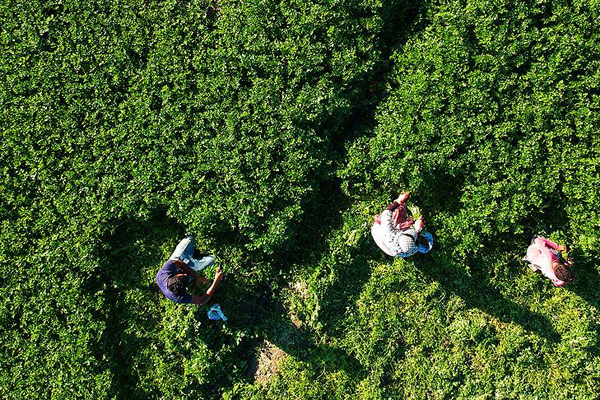 Hatay maydanozuna ilgi artıyor