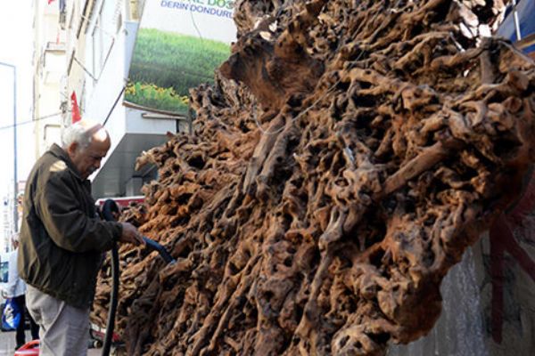 Mersin’de 500 yıllık ağaç kökü