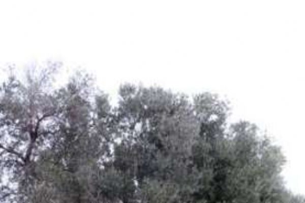 İzmir'de dünyanın en pahlı zeytin yağı yapılıyor