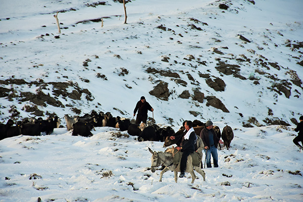 Muş'ta karda mahsur kalan 15 çoban kurtarıldı