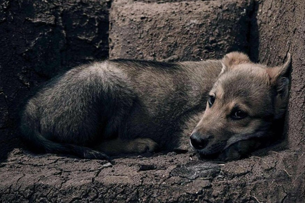 Hayvan hakları yasasında sona gelindi: İşkence yapana 5 yıla kadar hapis