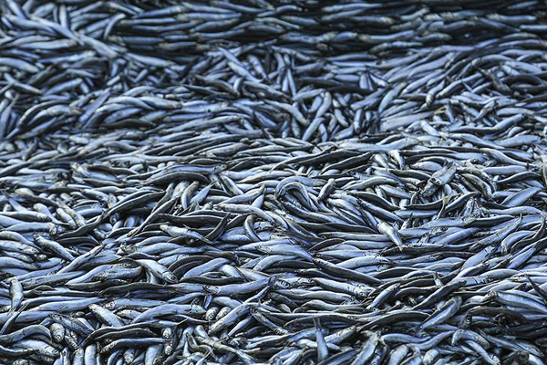 4 günde 500 ton hamsi avladılar