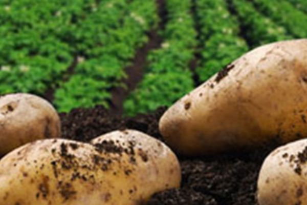 Almanya’da hasat düşünce fiyatı yüzde 100 arttı