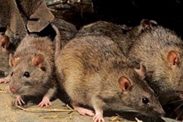 Fare hepatiti insanlığı tehdit ediyor...