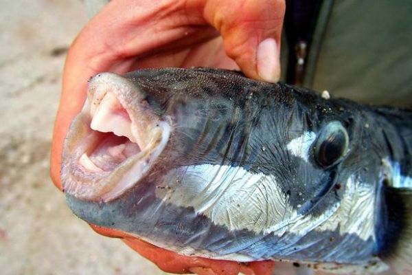 Avladığı balığı yedi hastanelik oldu