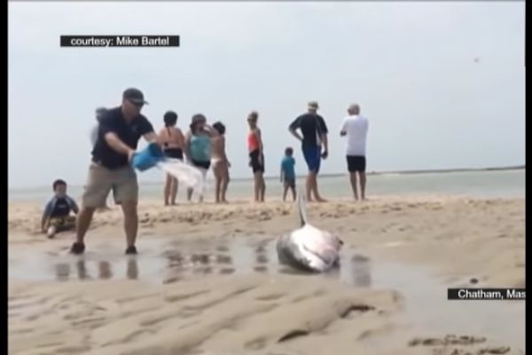 Sahile vuran köpekbalığı kurtarıldı