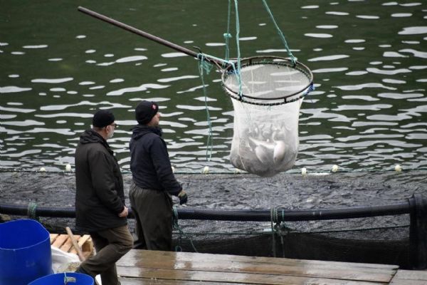 Gümüşhane'nin Torlu ilçesinden dünyaya balık ihraç ediliyor