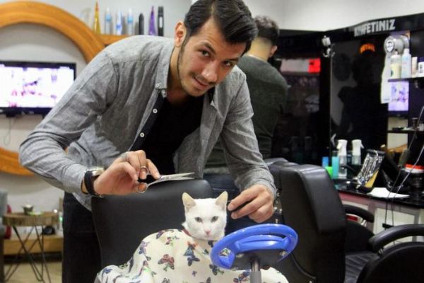 Kedinin berber keyfi