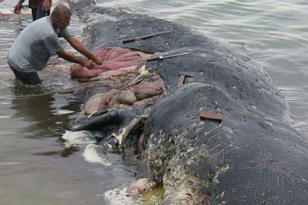 Karnında plastik çöplerle karaya vuran balinalar korkutuyor