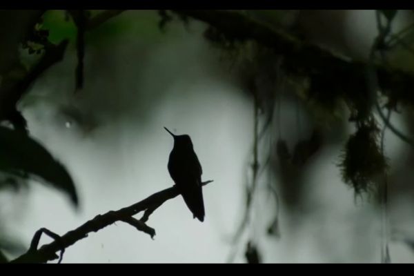 Ünlü belgeselci David Attenborough,'Gezegenimiz için hala geç değil'