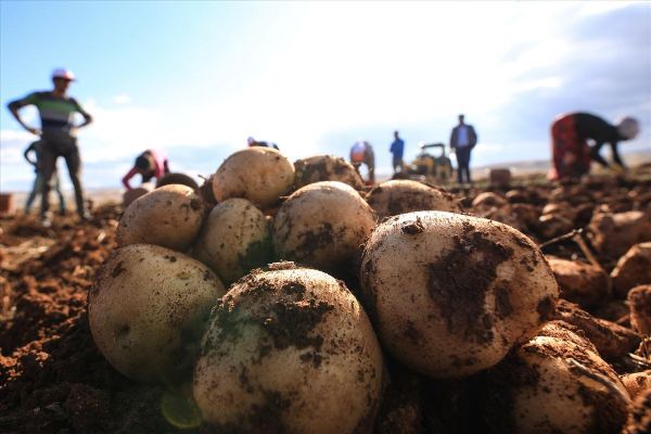 Malatya'da yerli tohum patates hasadı yapıldı