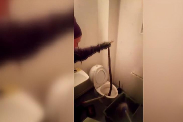 Evin tuvaletinden boa yılanı çıktı