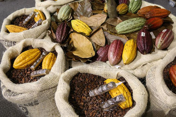 Kolombiya'da çikolata ve kakao fuarı: Chocoshow