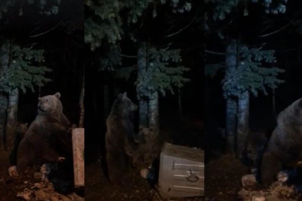 Aç kalan ayılar, şehre indi