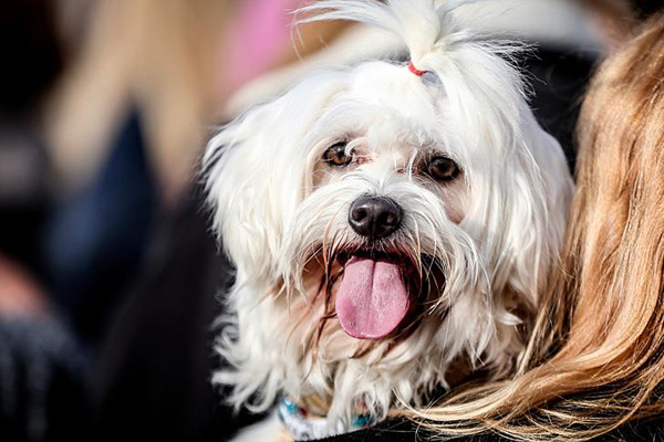 Hayvan hakları için eylem yaptılar