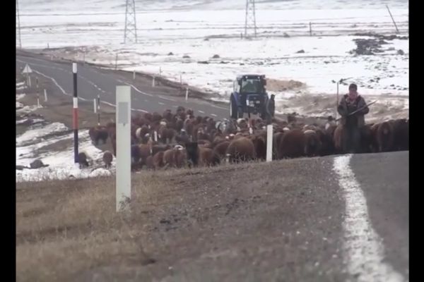 Çoban ve sürünün zorlu yolculuğu