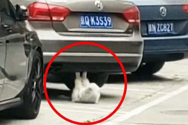 Kedinin spor görüntüsü, sosyal medyada büyük ilgi topladı