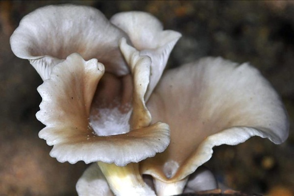 Mantar zehirlenmesi can aldı