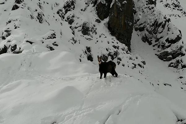 Nadir görülen keçi drone ile görüntülendi