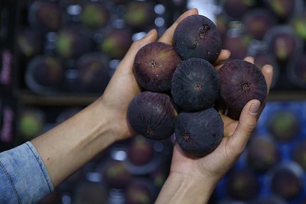 Tarım sigortalarının kapsamı genişletildi