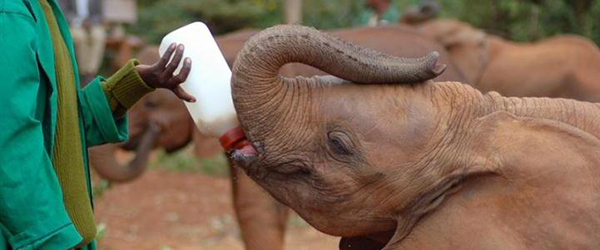 Dünyanın ilk ve tek fil yetimhanesi - 4