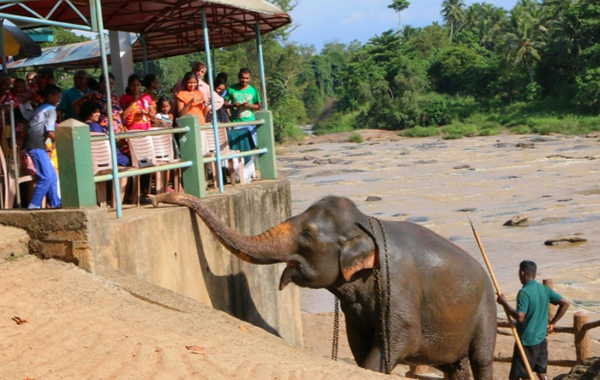 Dünyanın ilk ve tek fil yetimhanesi - 9