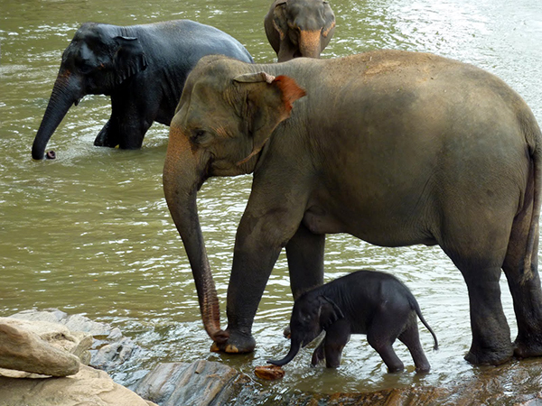 Dünyanın ilk ve tek fil yetimhanesi - 5