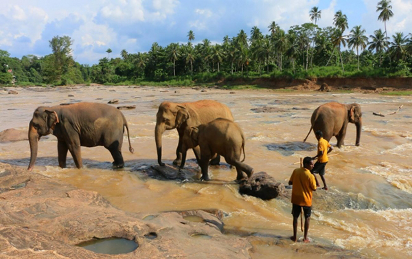 Dünyanın ilk ve tek fil yetimhanesi - 1