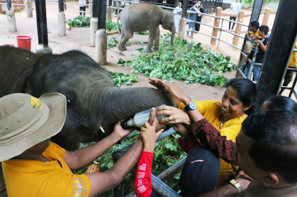 Dünyanın ilk ve tek fil yetimhanesi - 3