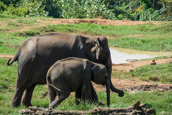 Dünyanın ilk ve tek fil yetimhanesi - 2