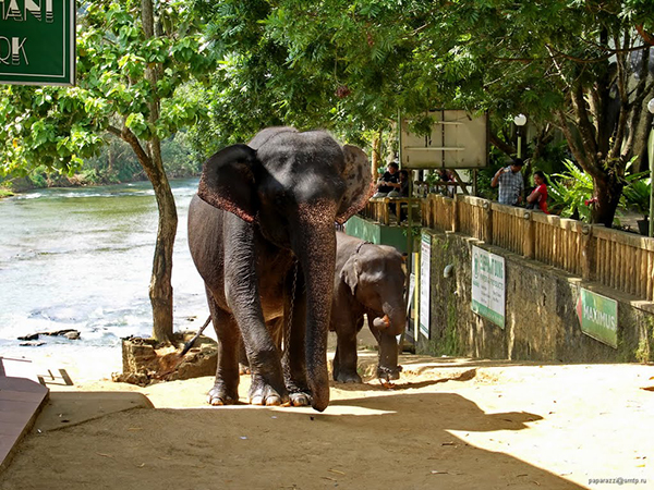 Dünyanın ilk ve tek fil yetimhanesi - 8