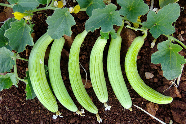 Peygamber Efendimizin Tavsiye Ettiği Yiyecekler - 16