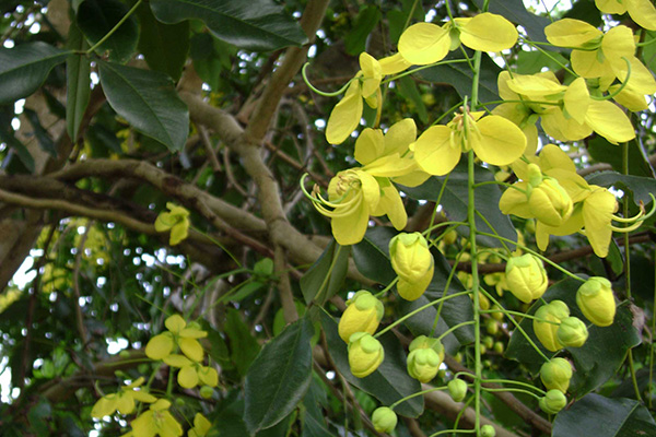Peygamber Efendimizin Tavsiye Ettiği Yiyecekler - 10