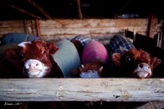 Moğolistan'dan kış fotoğrafları - 594