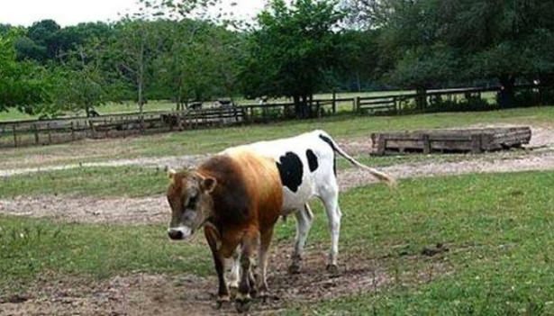 Fotoğraflardaki detaylar şaşırttı - 26