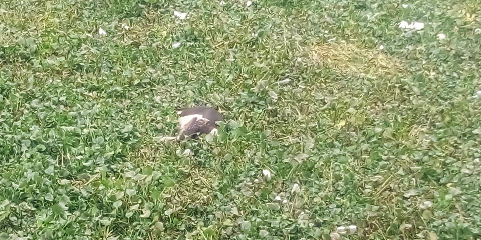 Asi Nehrini istila ettiler - 8