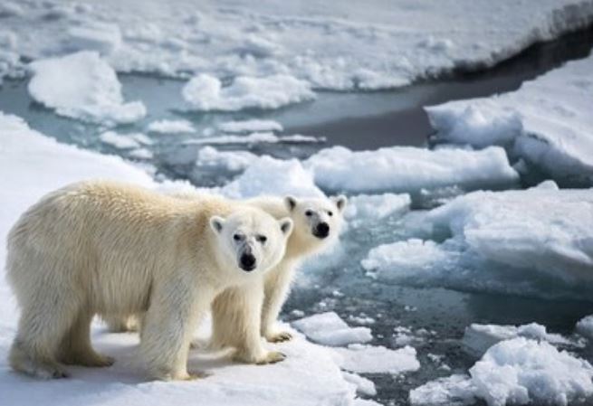 Güney Kutbuyla Kuzey Kutbu arasındaki fark - 3
