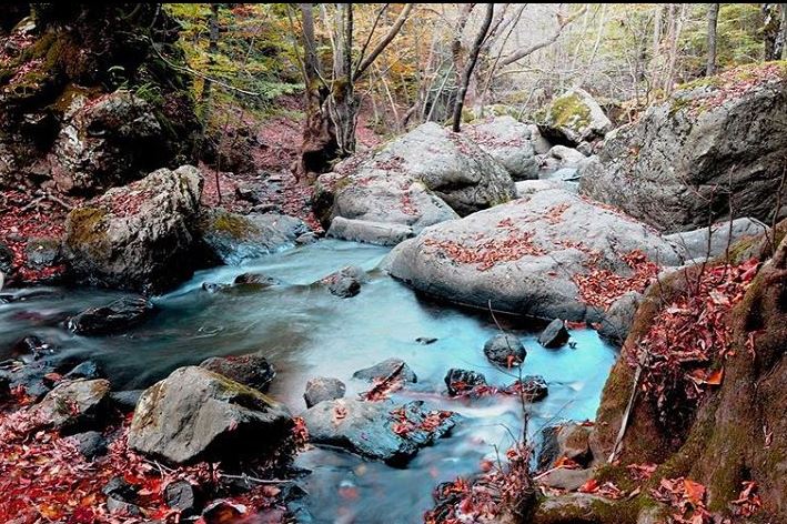 Yalova Çınarcık'ın Ken Ormanında sonbahar - 5