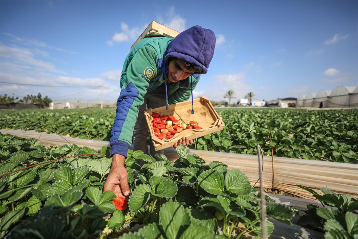 Filistinliler, Gazze ablukasını tarımdaki marifetiyle deliyor - 2